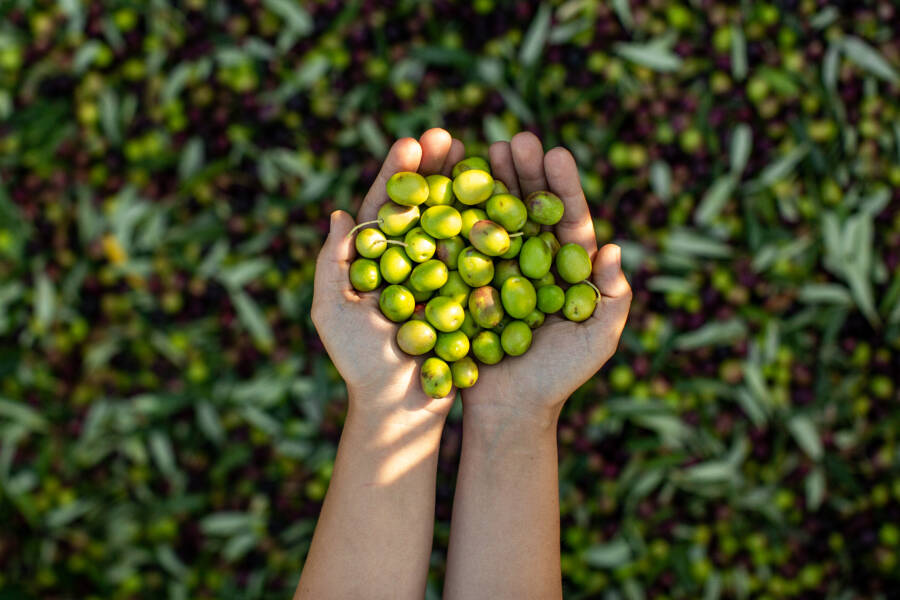 5 Motivi per Assaggiare l’Olio Novello