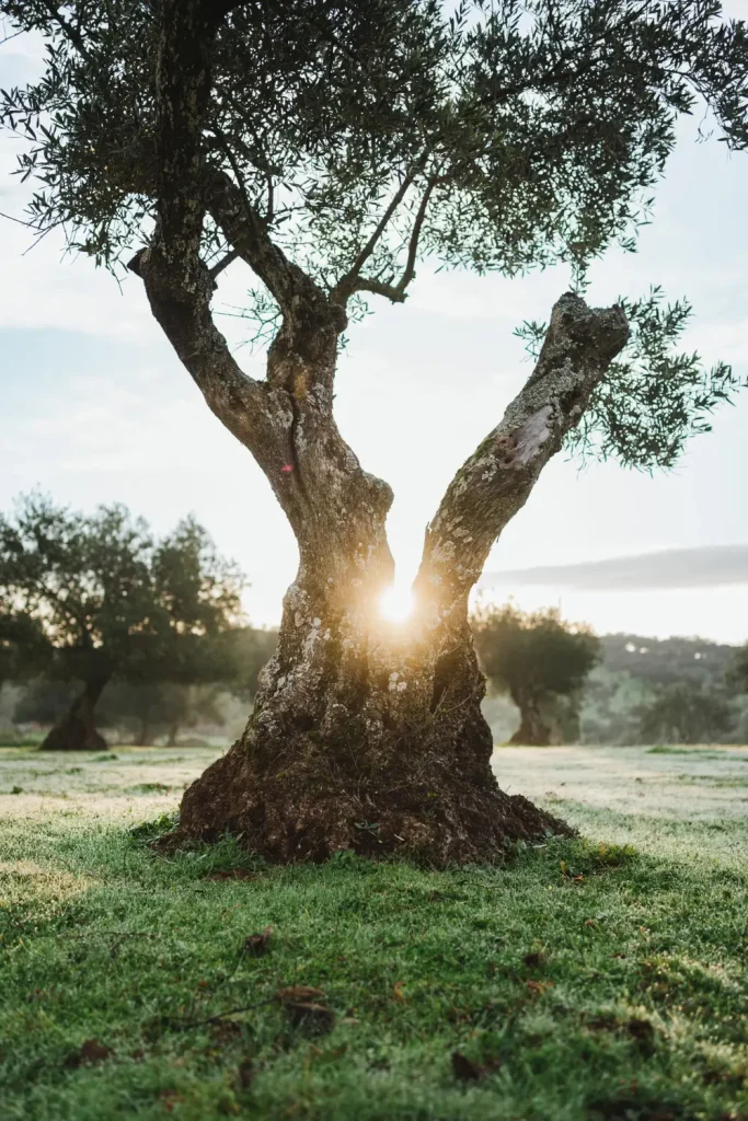 Adopt Your Olive Tree