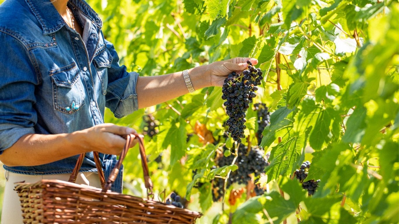 La vendemmia 2026 a Palazzo di Varignana: cura, mestiere e carattere dalle colline di Bologna
