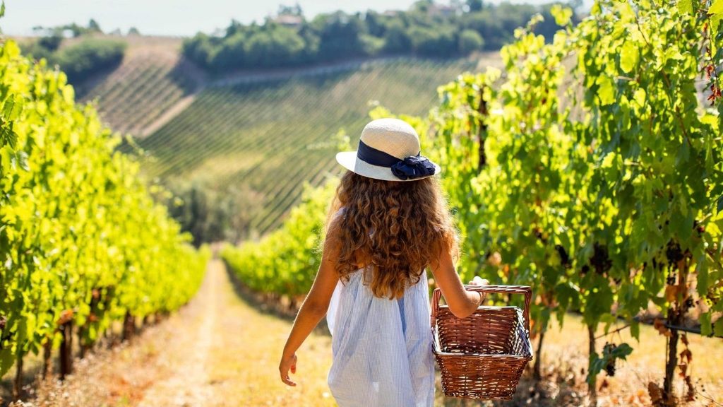 Cosa fare vicino a Bologna: vendemmiare in vigna in Emilia-Romagna a Palazzo di Varignana