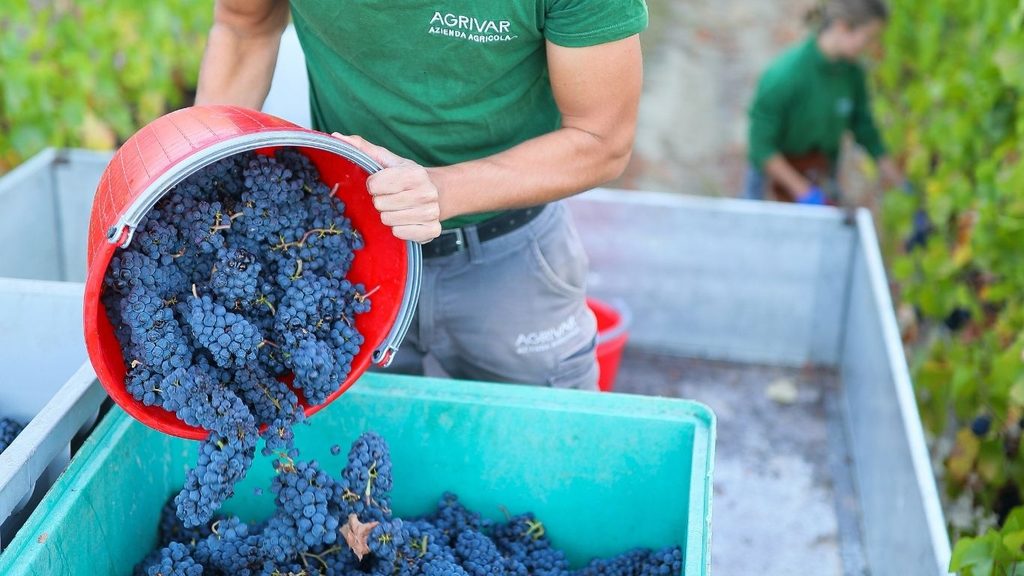 vendemmia palazzo di varignana food