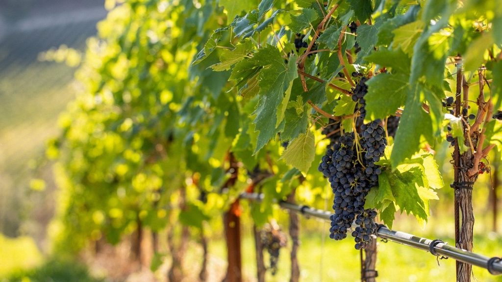vendemmia palazzo di varignana food